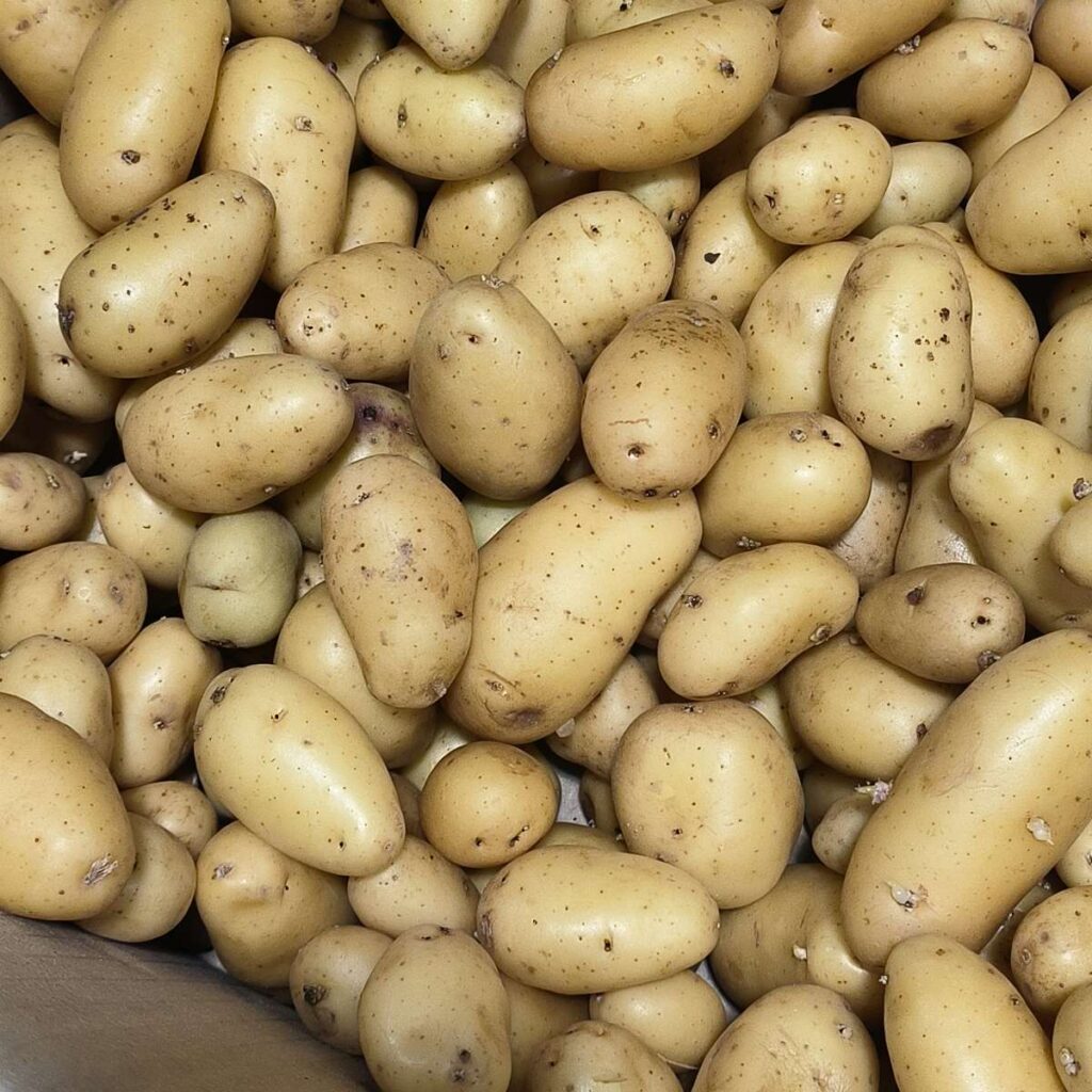 Pile de pommes de terre primeur claires, fraîches, avec quelques petites imperfections naturelles. Prêtes pour la cuisine.