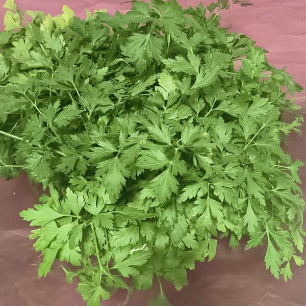 Un grand bouquet de persil plat frais et vert, ses feuilles dentelées reposant sur un fond rose-brun.