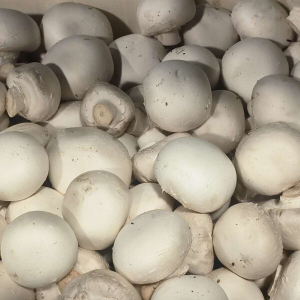 Une abondance de champignons de Paris frais et blancs, empilés de manière serrée, remplissant tout le cadre.