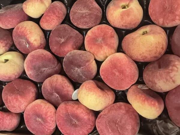 Plateau de pêches fraîches variées: rondes, plates, rouges et jaunes orangées. Un assortiment juteux de fruits mûrs.