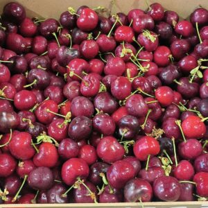Gros plan sur une abondance de cerises rouge foncé et brillantes avec leurs tiges vertes, empilées dans une caisse.