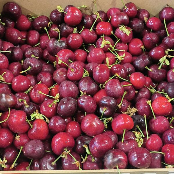 Gros plan sur une abondance de cerises rouge foncé et brillantes avec leurs tiges vertes, empilées dans une caisse.