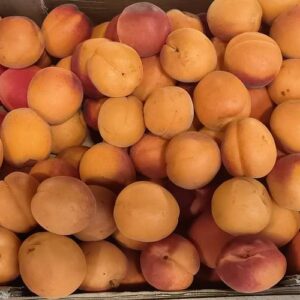 Une grande quantité d'abricots frais et mûrs, principalement oranges et jaunes, avec des touches de rouge vif.