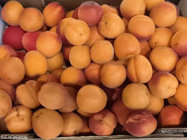 Une grande quantité d'abricots frais et mûrs, principalement oranges et jaunes, avec des touches de rouge vif.