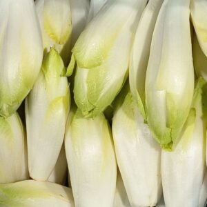Pile serrée d'endives chicons fraîches, aux feuilles blanches et pointues avec des nuances vertes à la base.