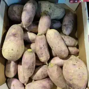 Box de navets violets et blancs, terreux et rugueux, empilés. Gros légumes-racines frais, prêts pour la vente.