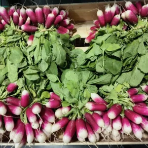 Bottes de radis roses et blancs frais avec leurs feuilles vertes, joliment disposées dans une caisse en bois.