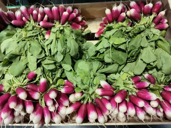 Bottes de radis roses et blancs frais avec leurs feuilles vertes, joliment disposées dans une caisse en bois.