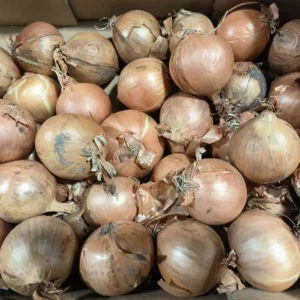 Gros plan sur une abondance d'oignons jaunes et bruns stockés en vrac dans une boîte en carton, certains avec des racines visibles.