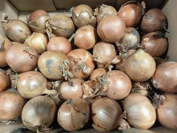 Gros plan sur une abondance d'oignons jaunes et bruns stockés en vrac dans une boîte en carton, certains avec des racines visibles.