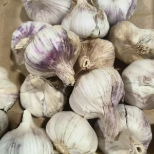 De nombreux bulbes d'ail frais aux peaux blanches et violettes empilés sur une surface brune.