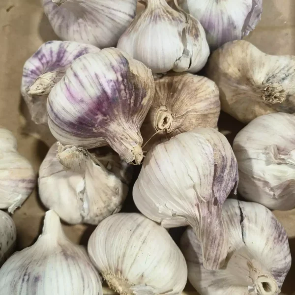 De nombreux bulbes d'ail frais aux peaux blanches et violettes empilés sur une surface brune.