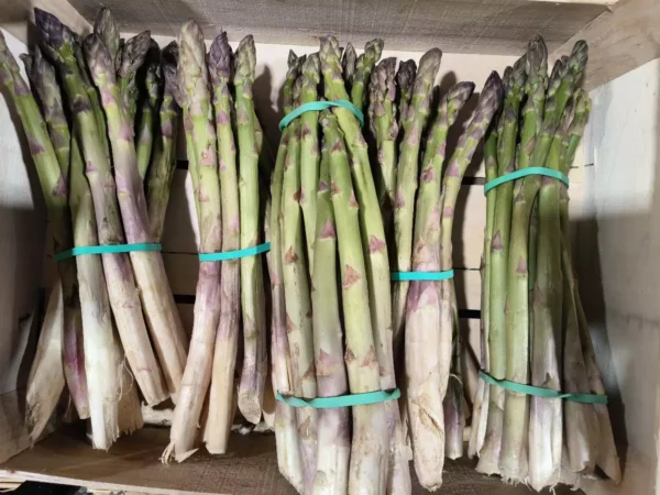 Bottes d'asperges vertes à pointes violettes dans une caisse en bois, liées par des élastiques turquoises.