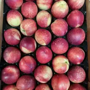 Caisse remplie de nectarines mûres, rouges et jaunes, disposées en rangées dans des compartiments noirs individuels, prêtes à la vente.