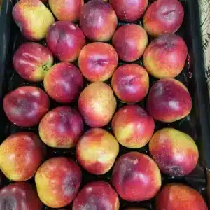 Plateau de nectarines fraîches et juteuses, de couleur rouge vif et jaune orangé. Texte 'FRU' visible sur le côté de l'emballage.