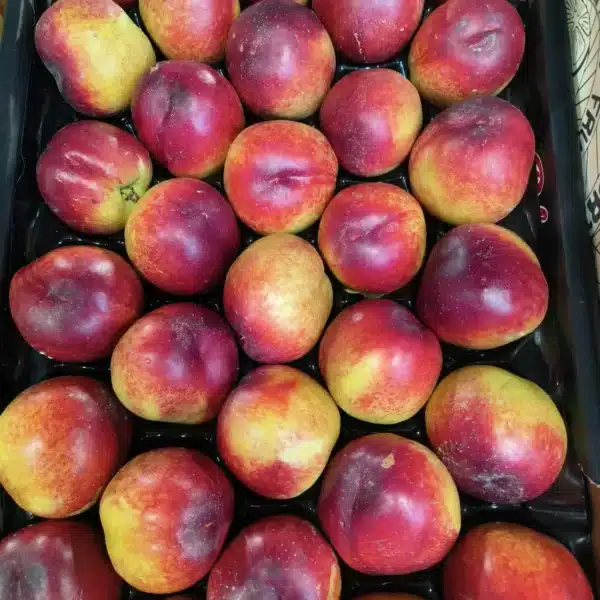 Plateau de nectarines fraîches et juteuses, de couleur rouge vif et jaune orangé. Texte 'FRU' visible sur le côté de l'emballage.