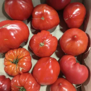 Assortiment de tomates rouges de différentes formes et tailles, certaines rondes, d'autres côtelées, disposées dans une caisse.