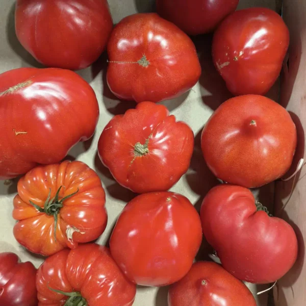 Assortiment de tomates rouges de différentes formes et tailles, certaines rondes, d'autres côtelées, disposées dans une caisse.