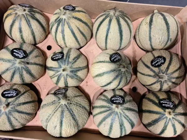 Douze melons verts striés de type Cantaloupe, étiquetés "Délice du Champ", disposés dans un carton de transport beige.