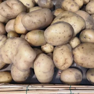Grand tas de pommes de terre jaunes, de formes et tailles variées, certaines avec des taches et germes, sur un lit de lattes en bois.