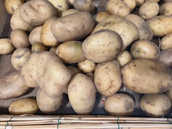 Grand tas de pommes de terre jaunes, de formes et tailles variées, certaines avec des taches et germes, sur un lit de lattes en bois.