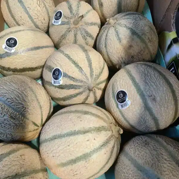 Nombreux melons Charentais Bénac, peau striée verte et beige, texture nervurée, étiquettes 'MELONS & FRUITS'.