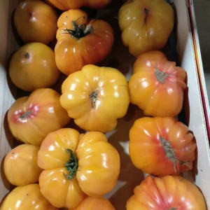 Grande variété de tomates anciennes jaunes et oranges vibrantes, côtelées, empilées dans une cagette en bois.
