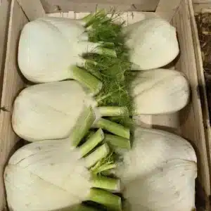 Plusieurs bulbes de fenouil blanc frais avec des tiges et frondes vertes, soigneusement disposés dans une caisse en bois.