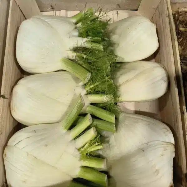 Plusieurs bulbes de fenouil blanc frais avec des tiges et frondes vertes, soigneusement disposés dans une caisse en bois.
