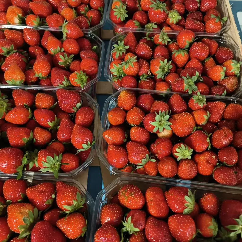 Multiples barquettes de fraises rouges fraîches aux feuilles vertes, soigneusement disposées en rangées pour la vente.