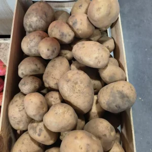 Caisse en bois pleine de pommes de terre non lavées, certaines avec de la terre visible, prêtes à être vendues.