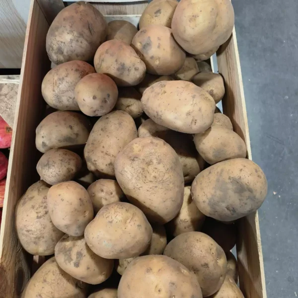 Caisse en bois pleine de pommes de terre non lavées, certaines avec de la terre visible, prêtes à être vendues.