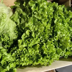 Abondantes laitues vertes fraîches, mélange de types : une tête compacte et des feuilles frisées vibrantes dans une cagette.