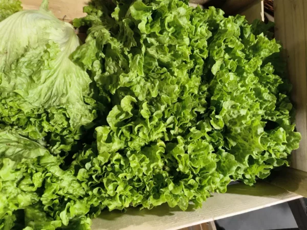 Abondantes laitues vertes fraîches, mélange de types : une tête compacte et des feuilles frisées vibrantes dans une cagette.