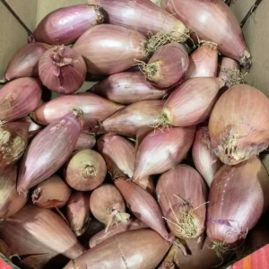 Des échalotes rouges et violettes, fraîchement récoltées, sont empilées dans une boîte en carton, prêtes à être utilisées en cuisine.