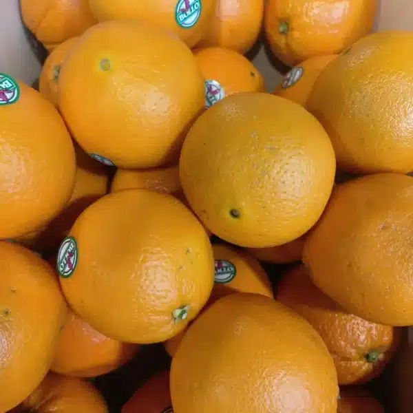 Pile d'oranges fraîches Bollo à la peau texturée, prêtes à être consommées, certaines avec étiquette bleue.