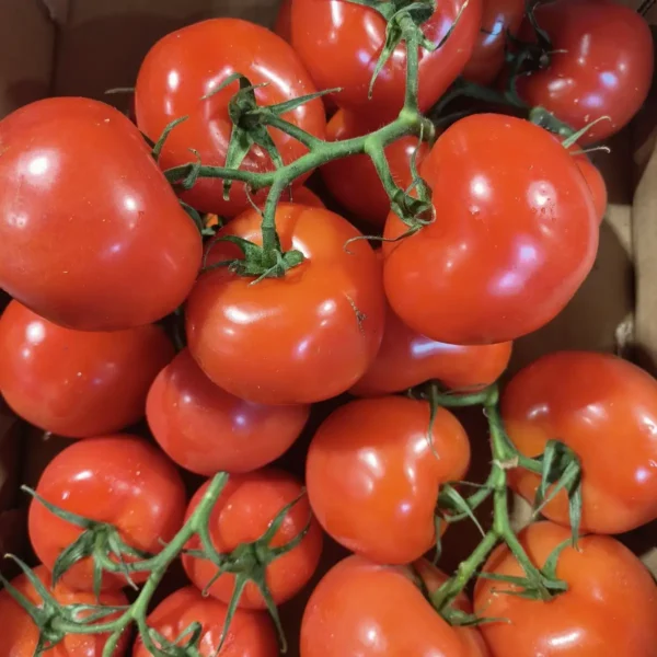 Gros plan sur des tomates rouges mûres et juteuses, certaines encore en grappe, disposées dans une cagette en bois clair.