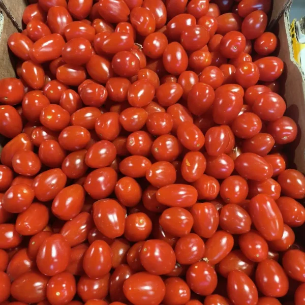 Une abondance de petites tomates cerises rouges et brillantes de forme ovale, entassées dans une boîte en carton, prêtes à la vente.
